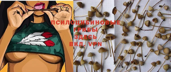 PSILOCYBIN Богородицк